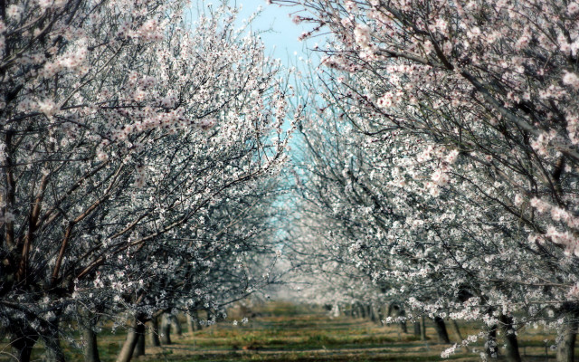 Tree cherry blossoms autumn park free wallpaper for desktop - medium preview image