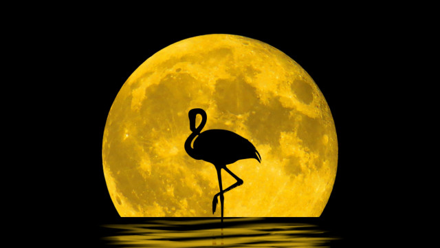Flamingo fullmoon water magicrealism illustration free wallpaper for desktop - medium preview image