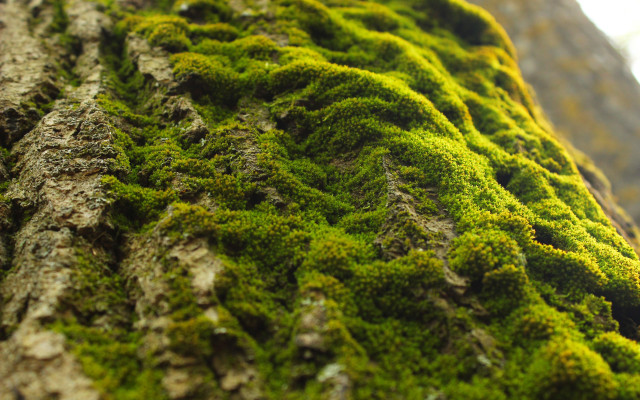 Moss tree trunk bird autumn free wallpaper for desktop - medium preview image