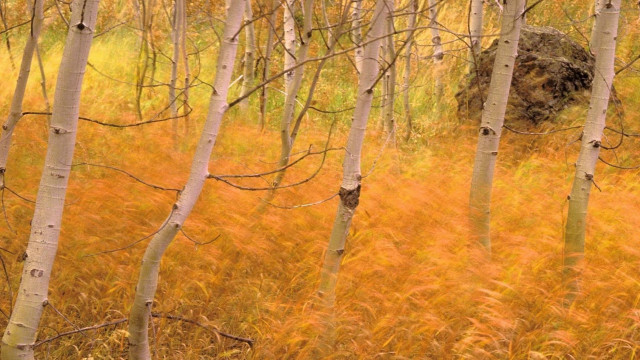 Autumn forest trees grass rocks free wallpaper for desktop - medium preview image