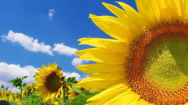 Sunflower blue sky clouds field free wallpaper for desktop - medium preview image