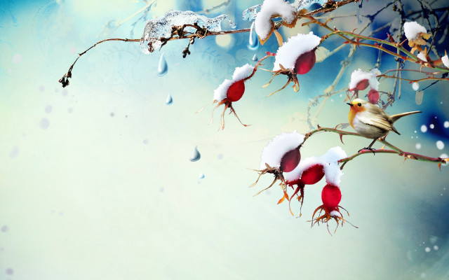 Bird snow branch water drops free wallpaper for desktop - medium preview image