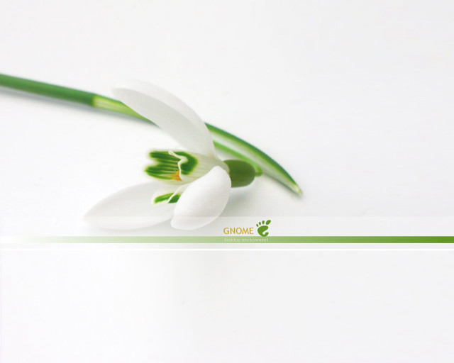 White flower green stems cloisonnism free wallpaper for desktop - medium preview image