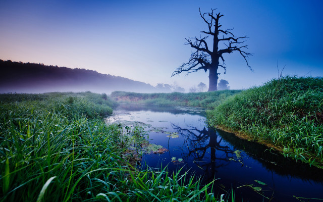 Tree river fog nature award free wallpaper for desktop - medium preview image