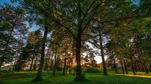 Sunset forest hill trees grass free wallpaper for desktop - medium preview image