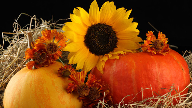 Pumpkin sunflowers hay blackbackground harvest free wallpaper for desktop - medium preview image