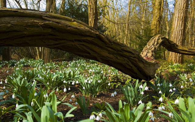 Fallen tree snowdrops forest ecological free wallpaper for desktop - medium preview image