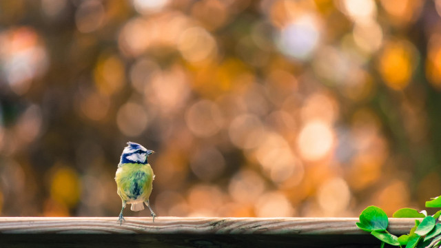 Small bird wooden rail tree free wallpaper for desktop - medium preview image
