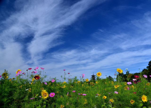 Flower field blue sky trees free wallpaper for desktop - medium preview image