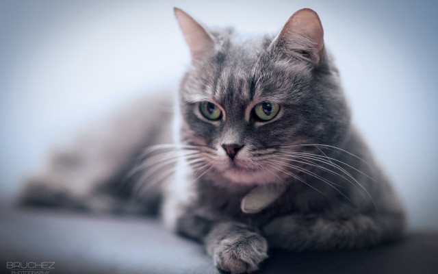 Sad cat collar table tiltshift free wallpaper for desktop - medium preview image