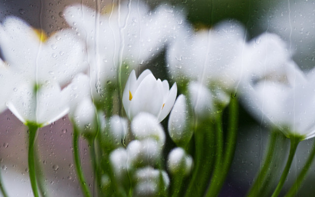 White flowers vase rain water free wallpaper for desktop - medium preview image