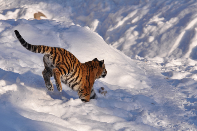 Tiger snow wildlife horizon camouflage free wallpaper for desktop - medium preview image