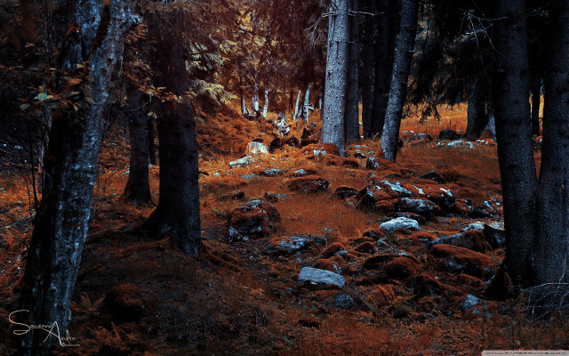 Forest trail city lights fireworks free wallpaper for desktop - medium preview image