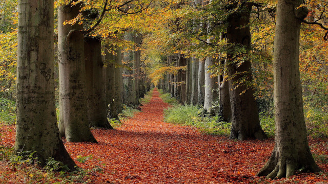 Forest path autumn leaves nature free wallpaper for desktop - medium preview image