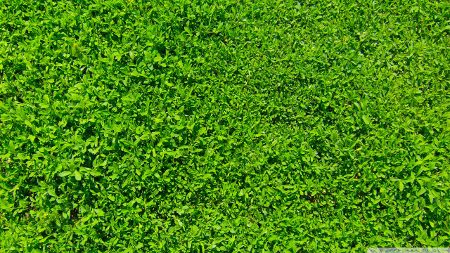 Green field leaves white sign free wallpaper for desktop - medium preview image