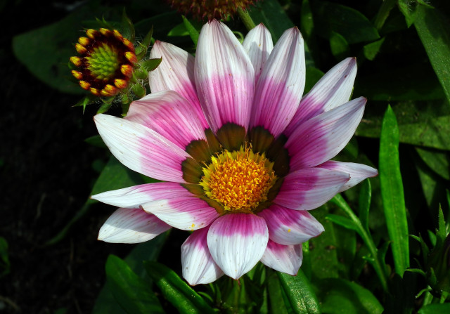 Pink white flower yellow center free wallpaper for desktop - medium preview image