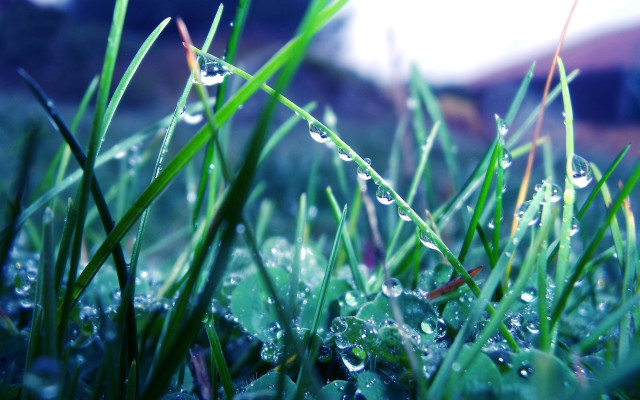 Grass water droplets bokeh macro #2 free wallpaper for desktop - medium preview image