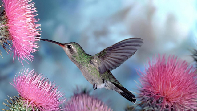 Hummingbird pinkflower blueSky fireworks ecological free wallpaper for desktop - medium preview image