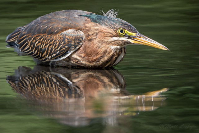 Bird long beak water reflection free wallpaper for desktop - medium preview image