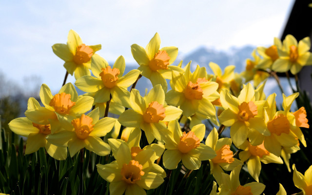 Yellow flower field sky daisy free wallpaper for desktop - medium preview image