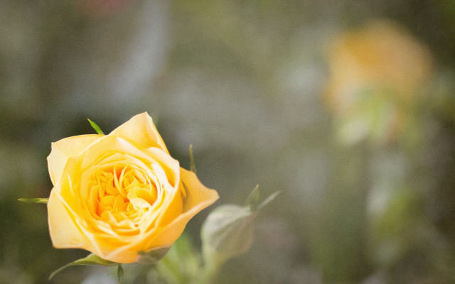 Yellow rose garden blurry background free wallpaper for desktop - medium preview image