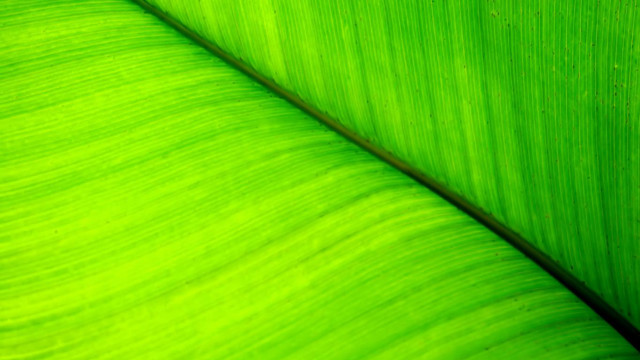 Green leaf black background white free wallpaper for desktop - medium preview image