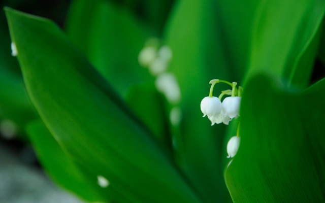 White flower macro shallow depth free wallpaper for desktop - medium preview image