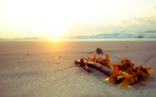 Sticks beach sunset tiltshift flare free wallpaper for desktop - medium preview image