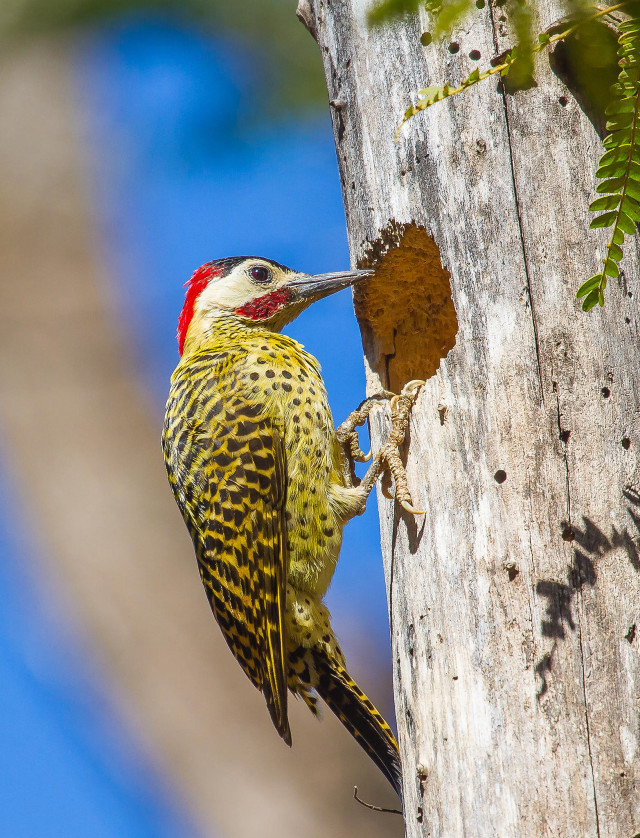 Bird tree eating worm mouth free wallpaper for mobile - medium preview image