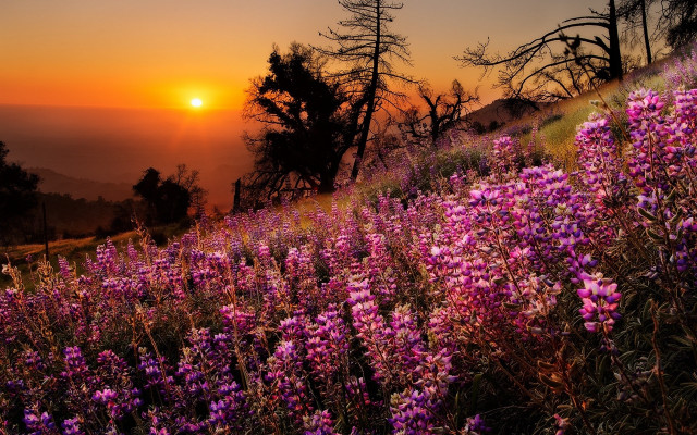 Purple flowers sunset hill bushes free wallpaper for desktop - medium preview image