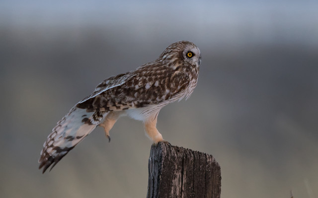 Bird perched owl gradient puzzle free wallpaper for desktop - medium preview image