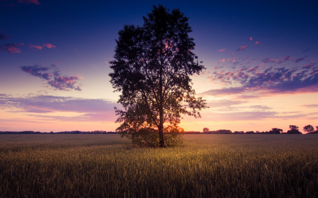 Lone tree sunset purple pink free wallpaper for desktop - medium preview image