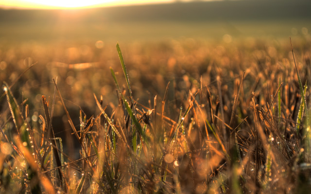 Grass sun dew autumn bokeh free wallpaper for desktop - medium preview image
