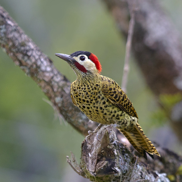 Red headed bird branch woods free wallpaper for tablet - medium preview image