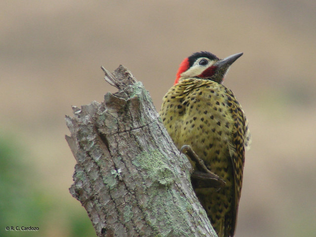 Redhead blackbird treebranch blurredgrass oversized free wallpaper for desktop - medium preview image