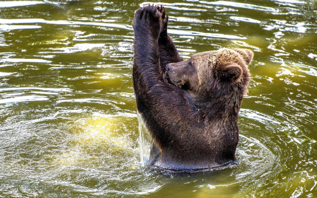 Bear water reaching catch animal free wallpaper for desktop - medium preview image