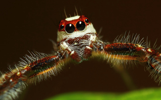 Spider leaf eyes long tail free wallpaper for desktop - medium preview image