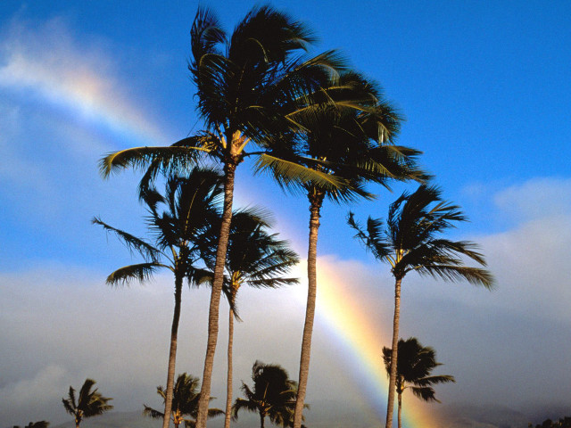 Rainbow palm trees tropical sky free wallpaper for desktop - medium preview image