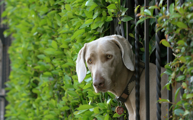 Dog gate green leaves fence free wallpaper for desktop - medium preview image
