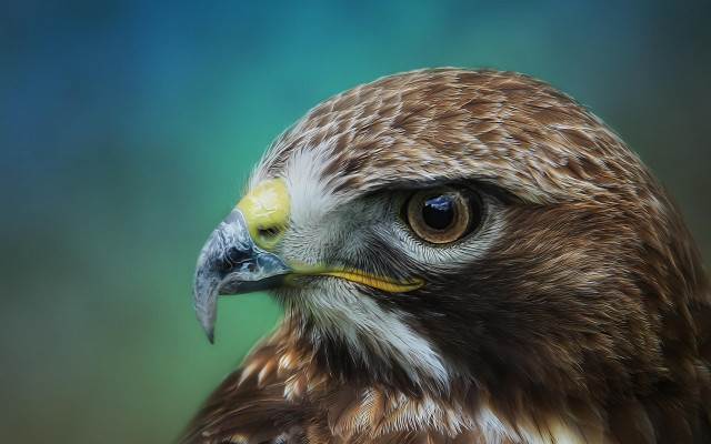 Bird of prey closeup blurry #5 free wallpaper for desktop - medium preview image