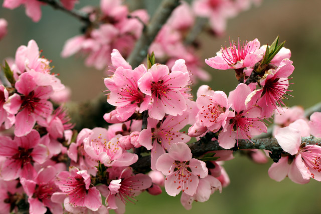 Pink flowers branch closeup floral free wallpaper for desktop - medium preview image