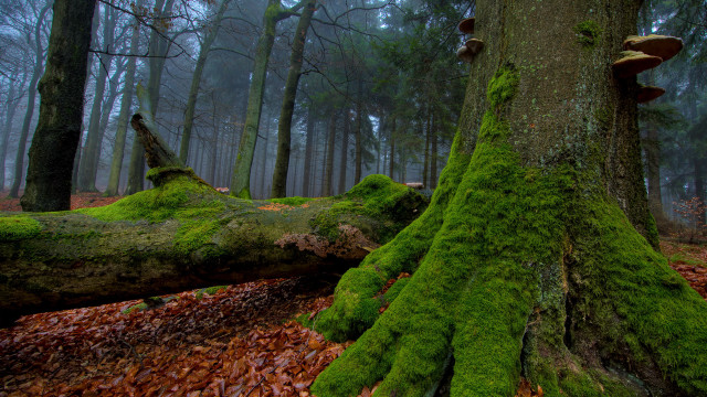 Moss covered tree trunk forest #3 free wallpaper for desktop - medium preview image