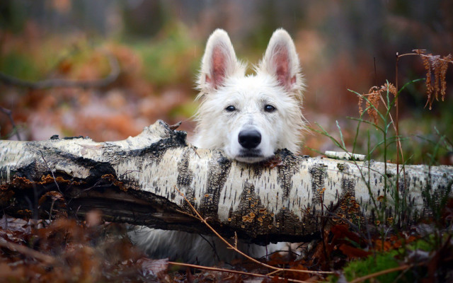 White dog chewing branch woods free wallpaper for desktop - medium preview image