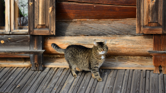 Cat wooden floor ecological art free wallpaper for desktop - medium preview image
