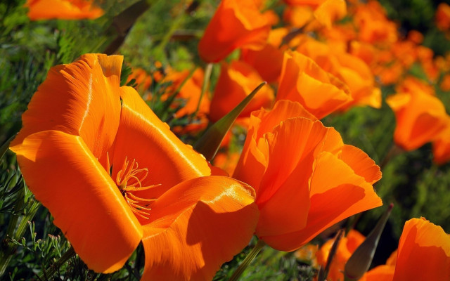Orange flower field macro autumn free wallpaper for desktop - medium preview image