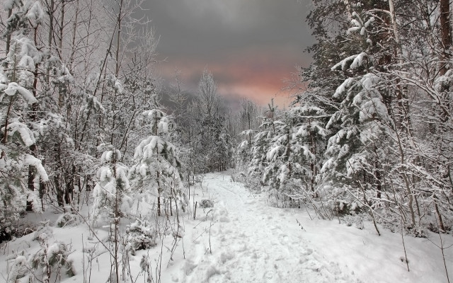 Snowy forest path pink sky free wallpaper for desktop - medium preview image