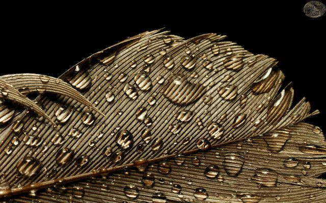 Gold brown black leaf water free wallpaper for desktop - medium preview image