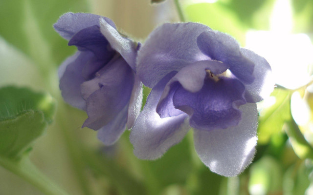 Purple flower green leaves sunlight free wallpaper for desktop - medium preview image
