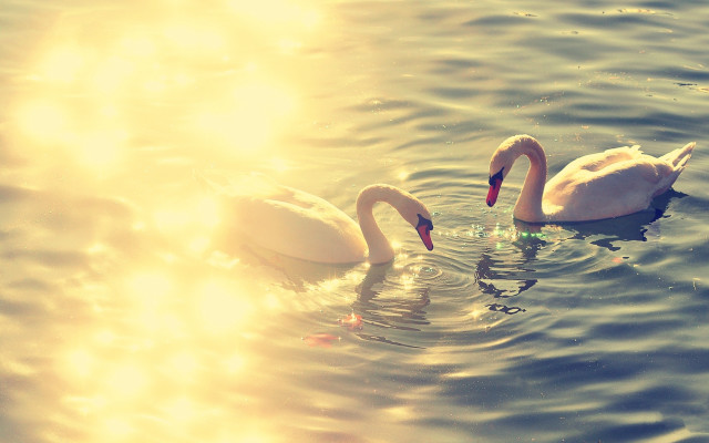 Swans lake sunset reflection water free wallpaper for desktop - medium preview image