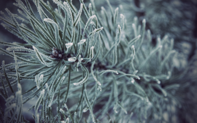 Pine ice branches macro shallow free wallpaper for desktop - medium preview image